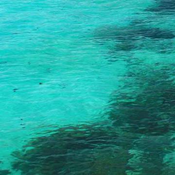 Spiruline Easynutrition Aide au contrôle du poids, améliore tonus et vitalité, régimes amaigrissants, recommandée pour les sportifs - Spiruline - Easynutrition.eu