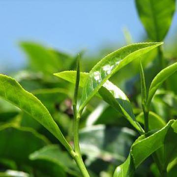 Thé vert Easynutrition Radicaux libres ou lors de l'amincissement. Stimulant, antioxydant, protecteur contre le vieillissement - Thé vert - Easynutrition.eu